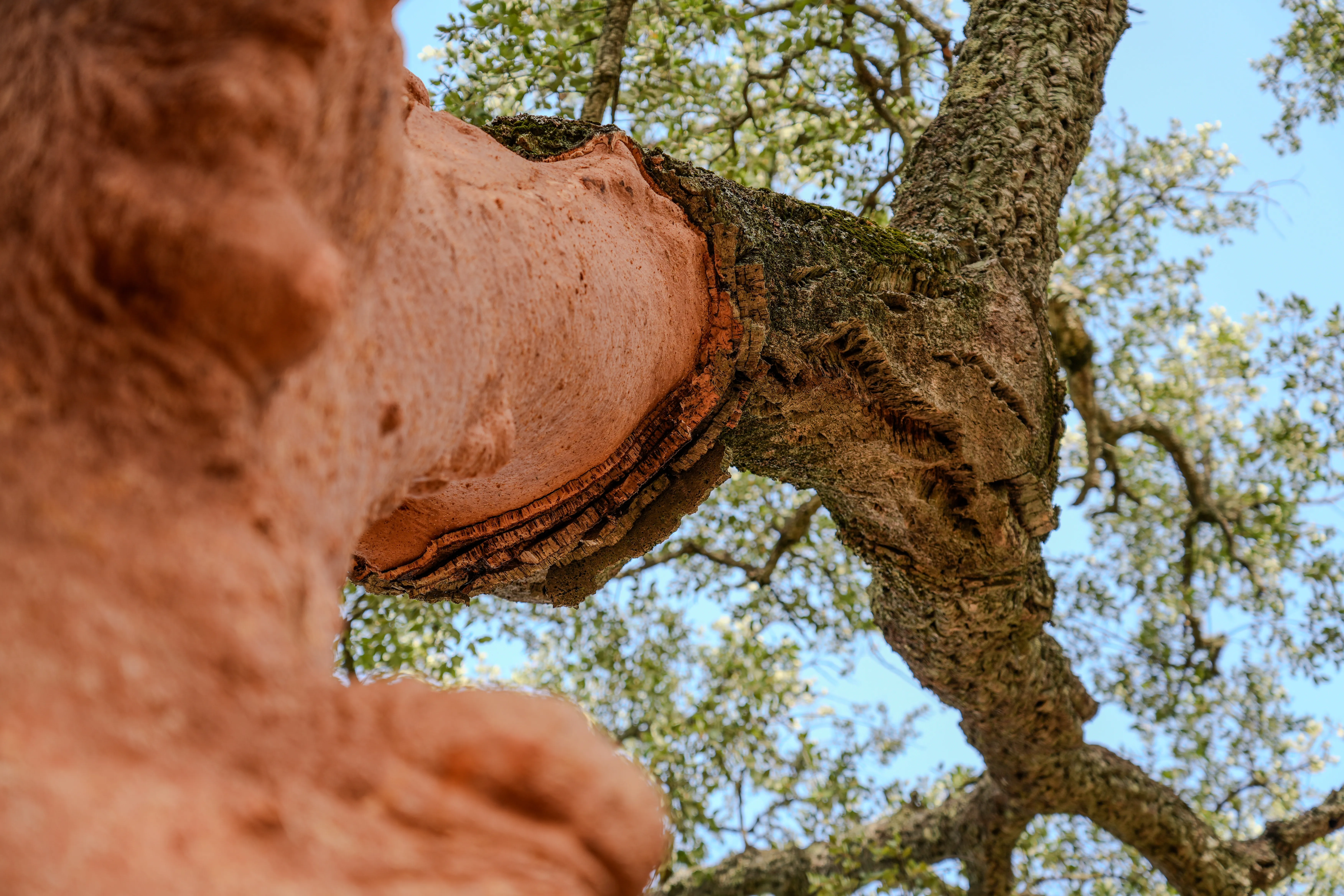 If trees could cry