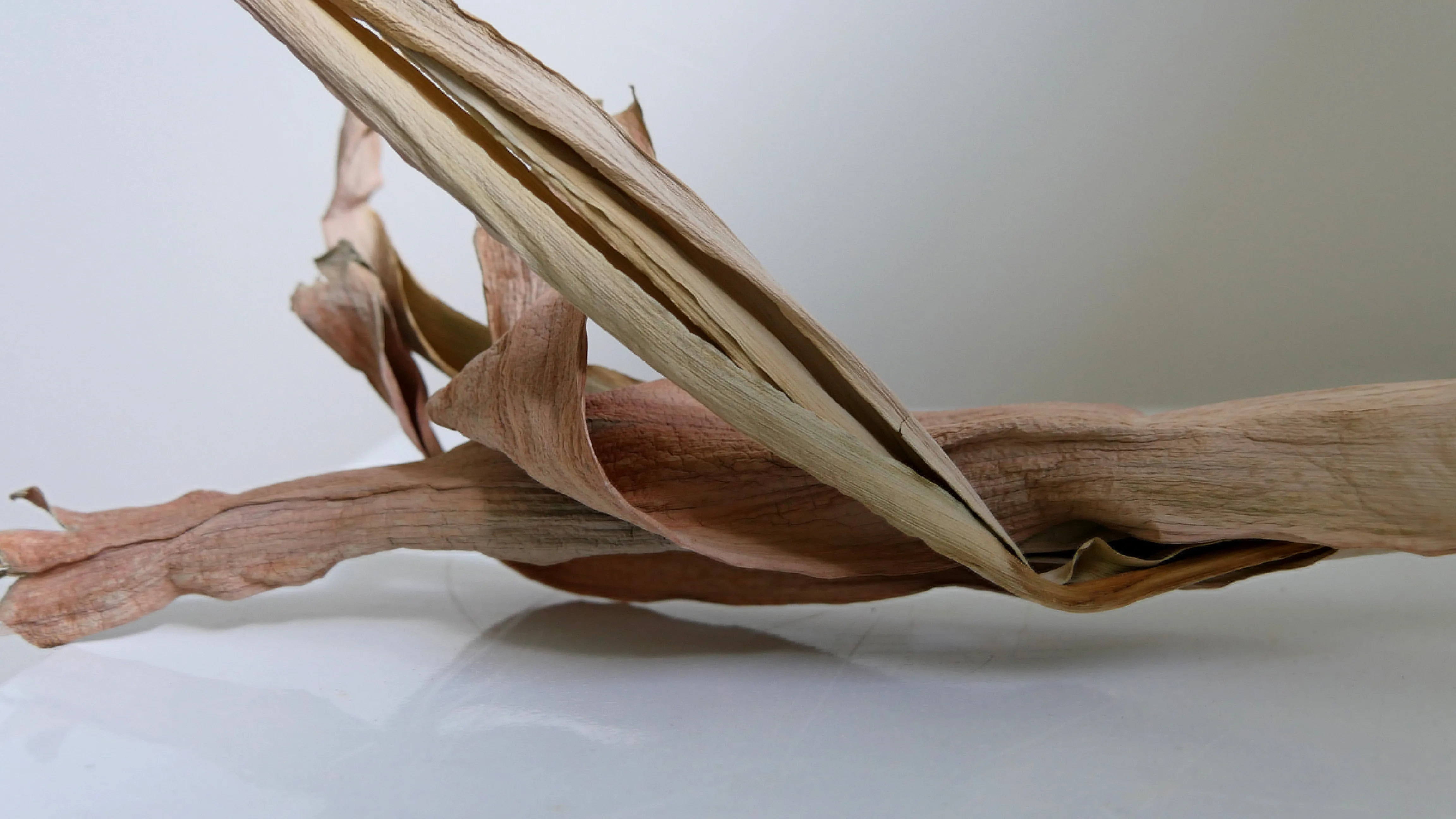 The beauty of impermanence